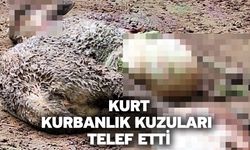 Kurt, kurbanlık kuzuları telef etti
