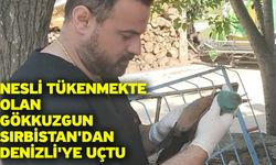 Nesli tükenmekte olan gökkuzgun Sırbistan'dan Denizli'ye uçtu