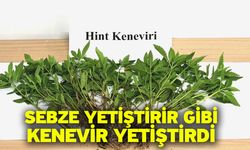 Sebze yetiştirir gibi kenevir yetiştirdi