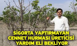 Sigorta yaptırmayan cennet hurması üreticisi yardım eli bekliyor