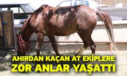 Ahırdan Kaçan At Ekiplere Zor Anlar Yaşattı