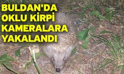 Buldan'da oklu kirpi kameralara yakalandı