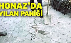 Honaz’da yılan paniği