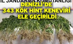 Denizli’de 343 kök Hint keneviri ele geçirildi