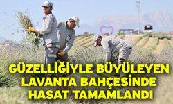 Güzelliğiyle Büyüleyen Lavanta Bahçesinde Hasat Tamamlandı