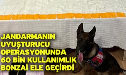 Jandarmanın uyuşturucu operasyonunda 60 bin kullanımlık bonzai ele geçirdi
