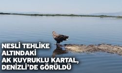 Nesli tehlike altındaki Ak Kuyruklu Kartal, Denizli’de görüldü