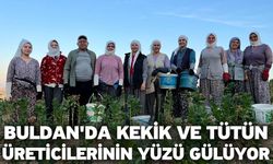 Buldan'da kekik ve tütün üreticilerinin yüzü gülüyor