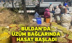 Buldan'da üzüm bağlarında hasat başladı