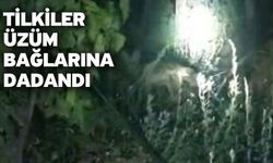 Tilkiler üzüm bağlarına dadandı