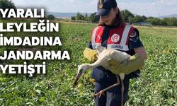Yaralı leyleğin imdadına jandarma yetişti