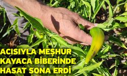 Acısıyla meşhur Kayaca biberinde hasat sona erdi