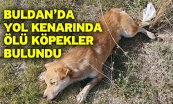 Buldan’da yol kenarında ölü köpekler bulundu