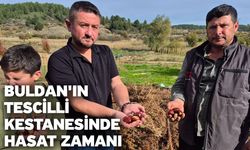 Buldan'ın tescilli kestanesinde hasat zamanı