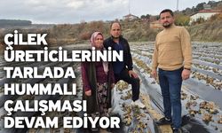 Çilek Üreticilerinin Tarlada Hummalı Çalışması Devam Ediyor
