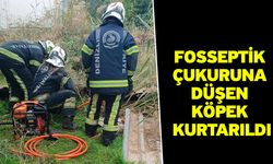 Fosseptik çukuruna düşen köpek kurtarıldı
