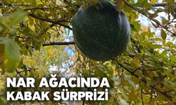 Nar Ağacında Kabak Sürprizi