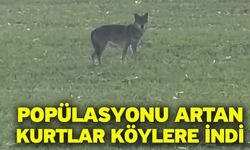 Popülasyonu artan kurtlar köylere indi