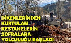 Dikenlerinden kurtulan kestanelerin sofralara yolculuğu başladı