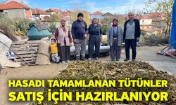 Hasadı tamamlanan tütünler satış için hazırlanıyor