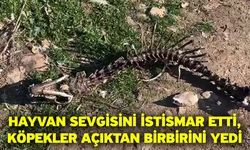 Hayvan sevgisini istismar etti, köpekler açıktan birbirini yedi