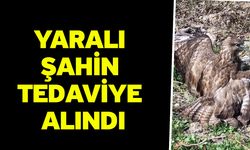 Yaralı şahin tedaviye alındı
