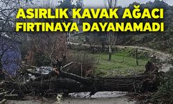Asırlık kavak ağacı fırtınaya dayanamadı