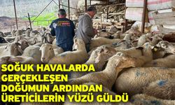 Soğuk havalarda gerçekleşen doğumun ardından üreticilerin yüzü güldü