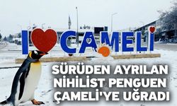 Sürüden ayrılan nihilist penguen Çameli'ye uğradı