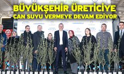 Denizli Büyükşehir’den üreticiye 84 bin sertifikalı zeytin fidanı