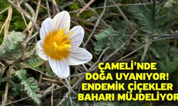 Çameli’nde Doğa Uyanıyor! Endemik Çiçekler Baharı Müjdeliyor