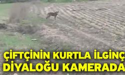 Çiftçinin kurtla ilginç diyaloğu kamerada