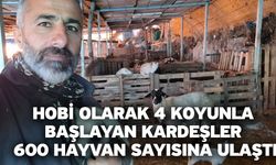 Hobi olarak 4 koyunla başlayan kardeşler 600 hayvan sayısına ulaştı