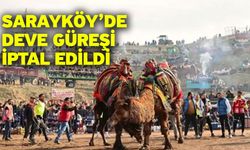 Sarayköy’de Deve Güreşi İptal Edildi