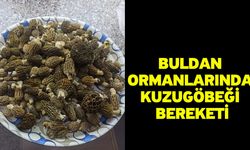 Buldan ormanlarında kuzugöbeği bereketi