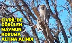 Çivril’de görülen maymun koruma altına alındı