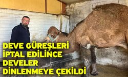 Deve güreşleri iptal edilince develer dinlenmeye çekildi