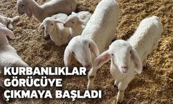 Kurbanlıklar görücüye çıkmaya başladı
