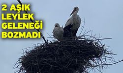 2 Aşık Leylek Geleneği Bozmadı