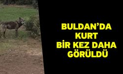 Buldan’da kurt bir kez daha görüldü