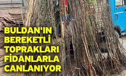 Buldan'ın bereketli toprakları fidanlarla canlanıyor