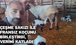 Çeşme sakızı ile Fransız koçunu birleştirdi, verimi katladı