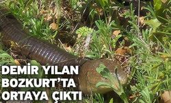 Demir yılan Bozkurt’ta ortaya çıktı