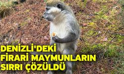 Denizli'deki firari maymunların sırrı çözüldü