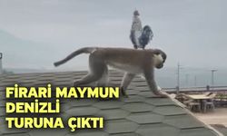 Firari maymun Denizli turuna çıktı