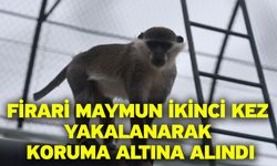 Firari maymun ikinci kez yakalanarak koruma altına alındı