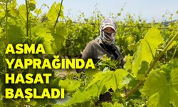 Asma yaprağında hasat başladı