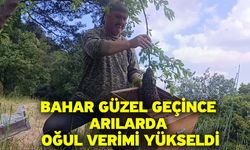 Bahar güzel geçince arılarda oğul verimi yükseldi