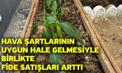 Hava şartlarının uygun hale gelmesiyle birlikte fide satışları arttı