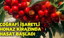 Coğrafi İşaretli Honaz Kirazında Hasat Başladı